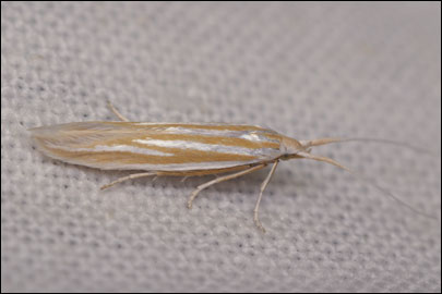 Ecebalia quadrifariella (Staudinger 1880) - ���������� ---