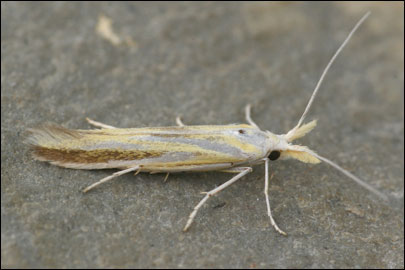 Multicoloria cartilaginella (Christoph, 1872) - ���������� ---