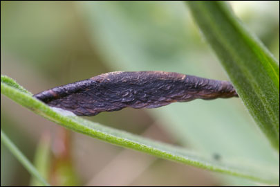 Multicoloria conspicuella (Zeller, 1849) - ���������� ��������