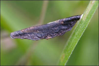 Multicoloria conspicuella (Zeller, 1849) - ���������� ��������