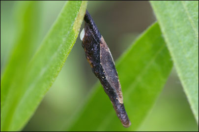 Multicoloria conspicuella (Zeller, 1849) - ���������� ��������
