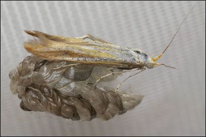 Multicoloria cracella (Vallot, 1835) - ���������� ---