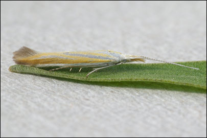 Multicoloria pseudoditella (Baldizzone et Patzak, 1983) - ���������� ---