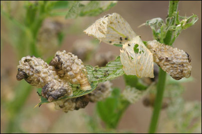 Multicoloria vicinella (Zeller, 1849) - ���������� ---