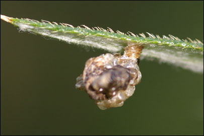 Multicoloria vicinella (Zeller, 1849) - ���������� ---