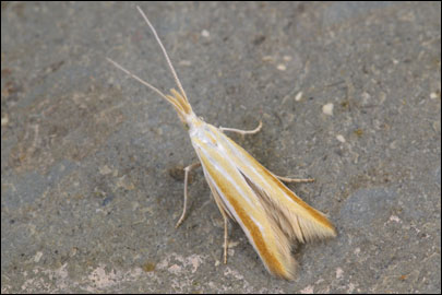 Multicoloria vicinella (Zeller, 1849) - ���������� ---