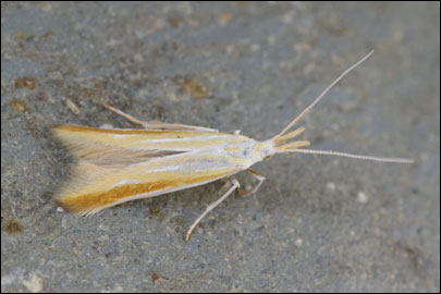 Multicoloria vicinella (Zeller, 1849) - ���������� ---