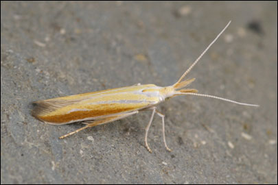 Multicoloria vicinella (Zeller, 1849) - ���������� ---