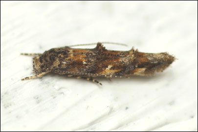 Lophoptilus miscella ([Denis & Schiffermuller], 1775) -   ---