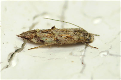 Lophoptilus miscella ([Denis & Schiffermuller], 1775) -   ---