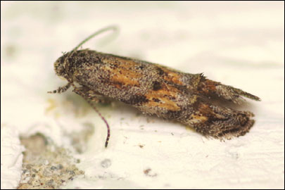 Lophoptilus miscella ([Denis & Schiffermuller], 1775) -   ---