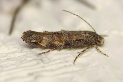 Lophoptilus miscella ([Denis & Schiffermuller], 1775) -   ---