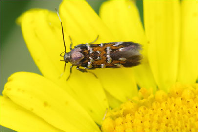 Pancalia leuwenhoekella (Linnaeus, 1761) - ��������� ���� ���������