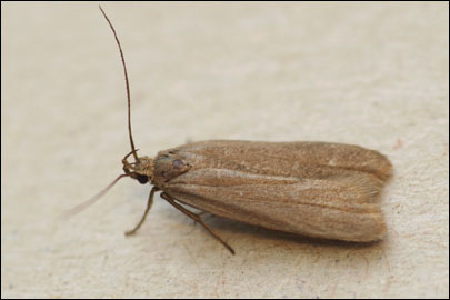 Acompsia cinerella (Clerck, 1759) - �������������� ���� ���������