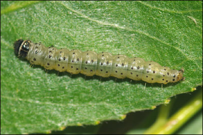 Anacampsis populella (Clerck, 1759) - �������������� ���� ��������