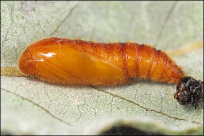 Anacampsis populella (Clerck, 1759) - �������������� ���� ��������