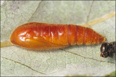 Anacampsis populella (Clerck, 1759) - �������������� ���� ��������