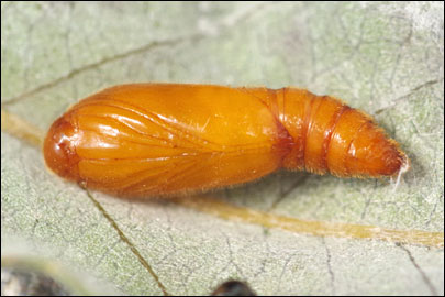 Anacampsis populella (Clerck, 1759) - �������������� ���� ��������