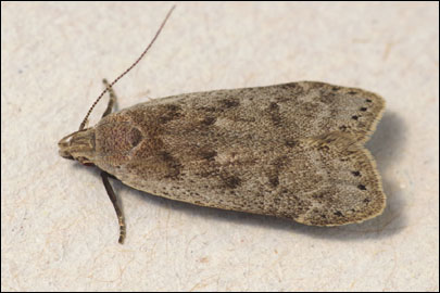 Anacampsis populella (Clerck, 1759) - �������������� ���� ��������