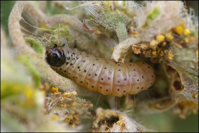 Anacampsis scintillella (Fischer V. Roslerstamm, 1841) -   ---