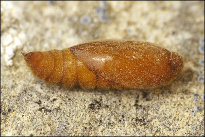 Anacampsis scintillella (Fischer V. Roslerstamm, 1841) -   ---