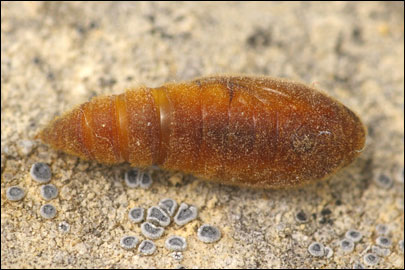 Anacampsis scintillella (Fischer V. Roslerstamm, 1841) -   ---