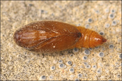 Anacampsis scintillella (Fischer V. Roslerstamm, 1841) -   ---