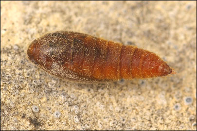 Anacampsis scintillella (Fischer V. Roslerstamm, 1841) -   ---