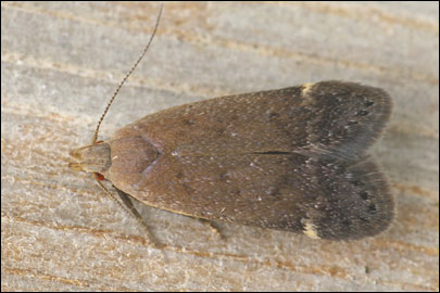 Anacampsis scintillella (Fischer V. Roslerstamm, 1841) -   ---