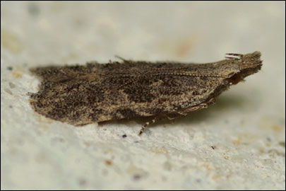 Anarsia eleagnella Kuznetsov, 1957 -   