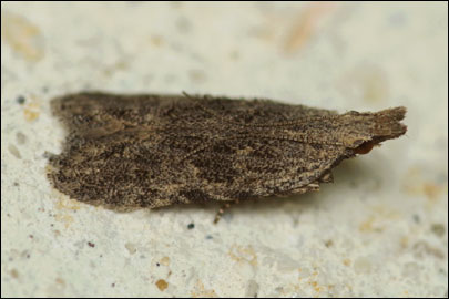 Anarsia eleagnella Kuznetsov, 1957 -   