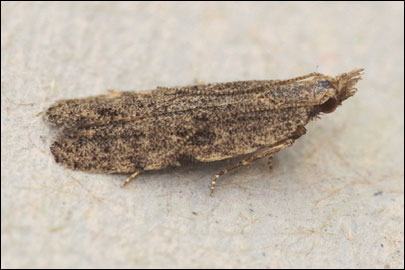 Anarsia eleagnella Kuznetsov, 1957 -   