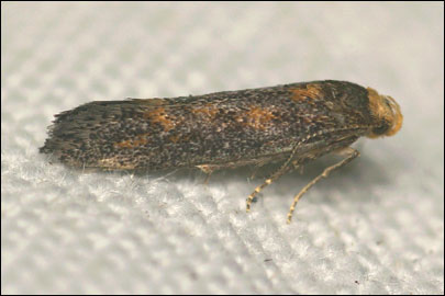 Apodia bifractella (Duponchel, 1843) - �������������� ���� ---