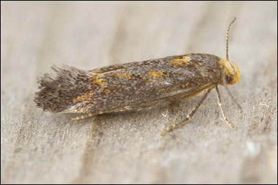 Apodia bifractella (Duponchel, 1843) - �������������� ���� ---