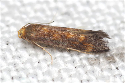 Apodia bifractella (Duponchel, 1843) - �������������� ���� ---