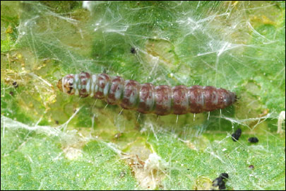 Aproaerema anthyllidella (Hubner, [1813]) - �������������� ���� ��������������