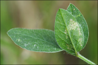 Aproaerema anthyllidella (Hubner, [1813]) - �������������� ���� ��������������
