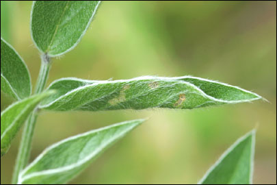 Aproaerema anthyllidella (Hubner, [1813]) - �������������� ���� ��������������