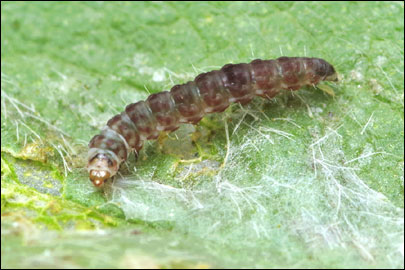 Aproaerema anthyllidella (Hubner, [1813]) - �������������� ���� ��������������