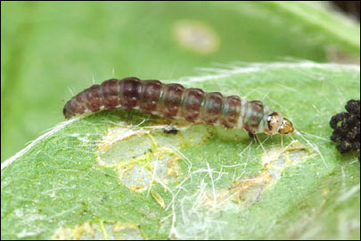 Aproaerema anthyllidella (Hubner, [1813]) - �������������� ���� ��������������