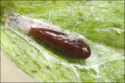 Aproaerema anthyllidella (Hubner, [1813]) - �������������� ���� ��������������
