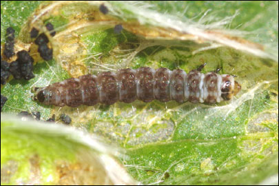 Aproaerema anthyllidella (Hubner, [1813]) - �������������� ���� ��������������