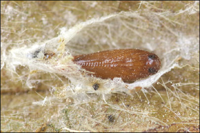 Aproaerema anthyllidella (Hubner, [1813]) - �������������� ���� ��������������