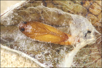 Aproaerema anthyllidella (Hubner, [1813]) - �������������� ���� ��������������