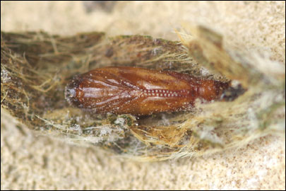 Aproaerema anthyllidella (Hubner, [1813]) - �������������� ���� ��������������