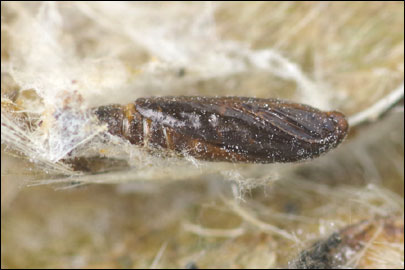 Aproaerema anthyllidella (Hubner, [1813]) - �������������� ���� ��������������