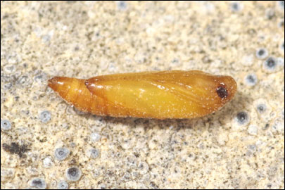 Aproaerema anthyllidella (Hubner, [1813]) - �������������� ���� ��������������