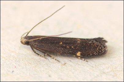 Aproaerema anthyllidella (Hubner, [1813]) - �������������� ���� ��������������
