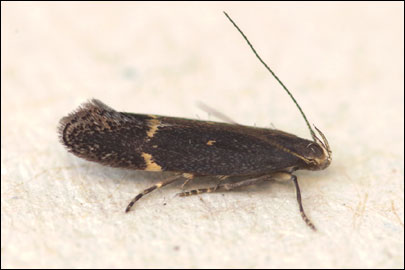 Aproaerema anthyllidella (Hubner, [1813]) - �������������� ���� ��������������