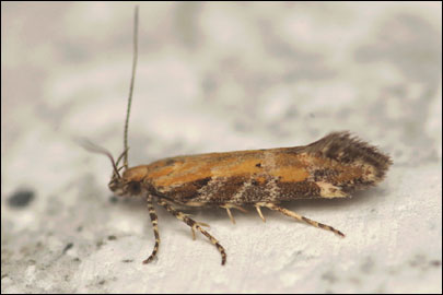 Aristotelia subericinella (Duponchel, 1843) - �������������� ���� ---